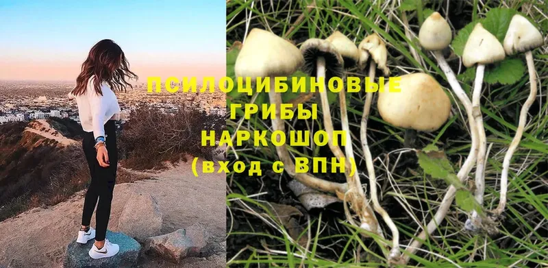 Галлюциногенные грибы Psilocybine cubensis  Арсеньев 